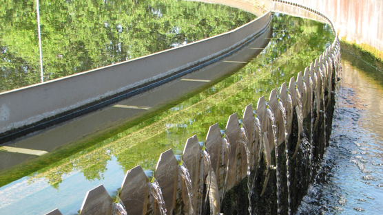 Detail of a wastewater treatment plant: trees reflected in water.
